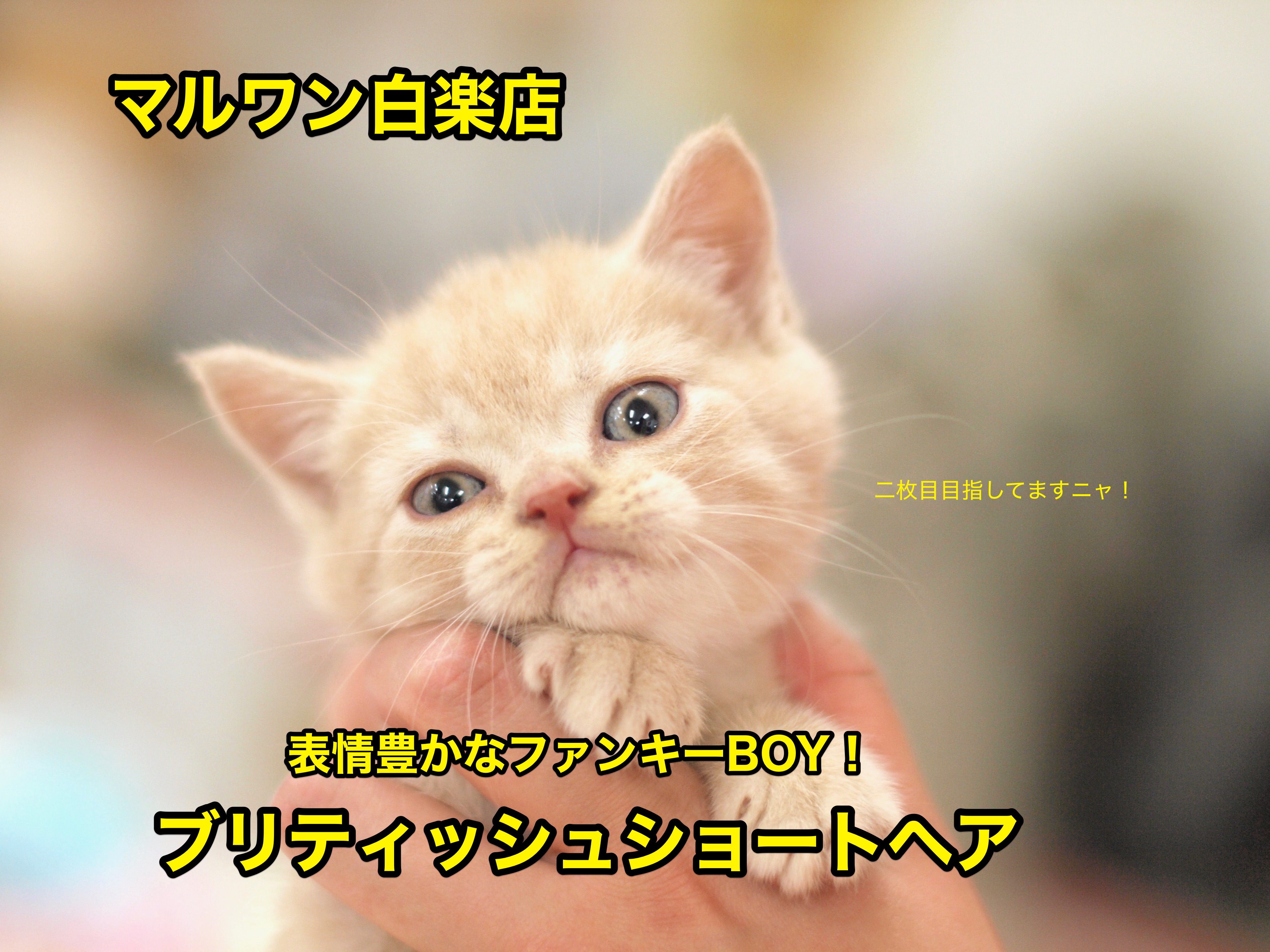 【ブリティッシュショートヘア】超癒し系！笑顔が絶えない我が家を目指すならこの子！：白楽店No11469