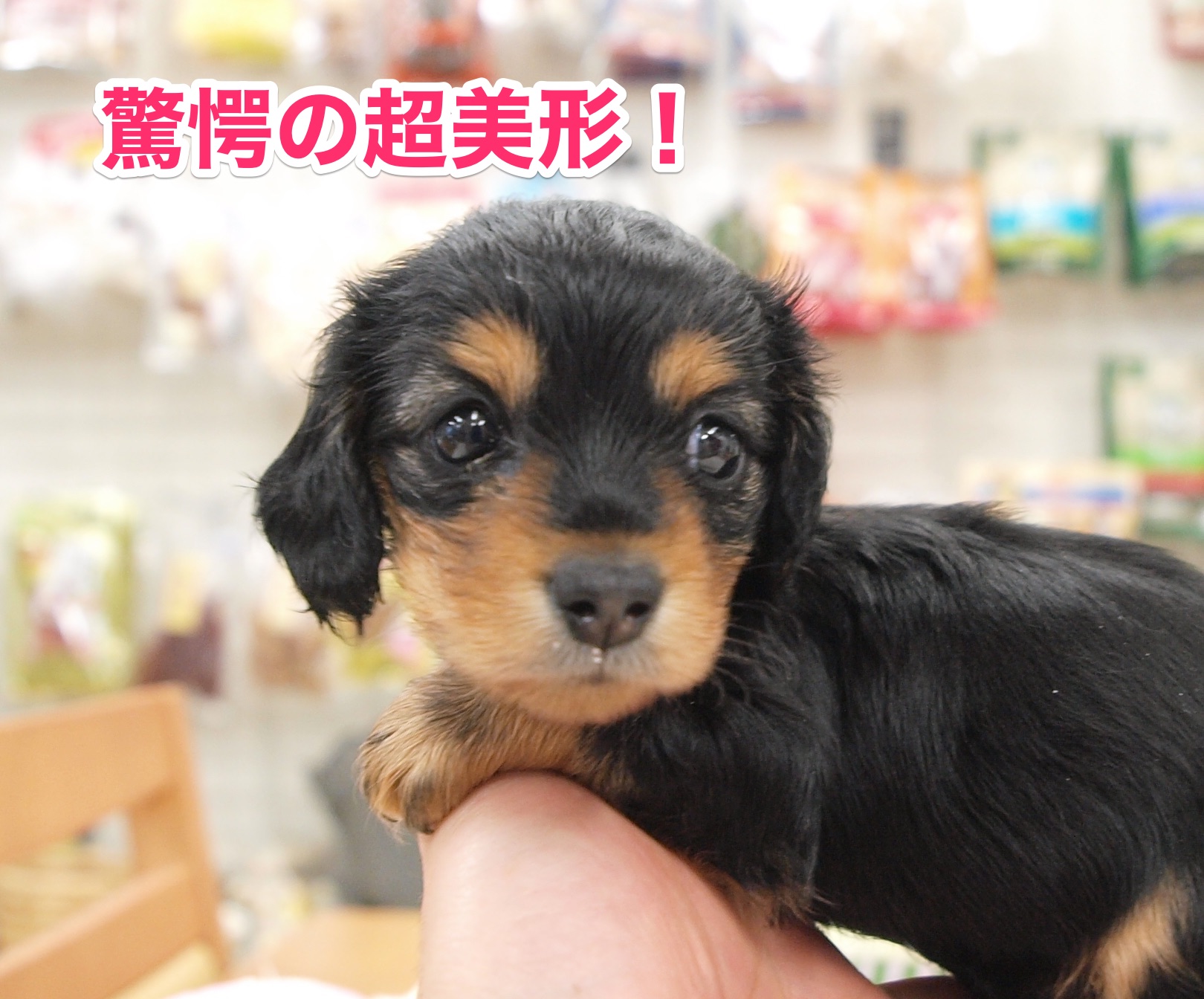鮮やかなオレンジのタンマーキング | カニンヘン・ダックスフント - マルワン白楽店