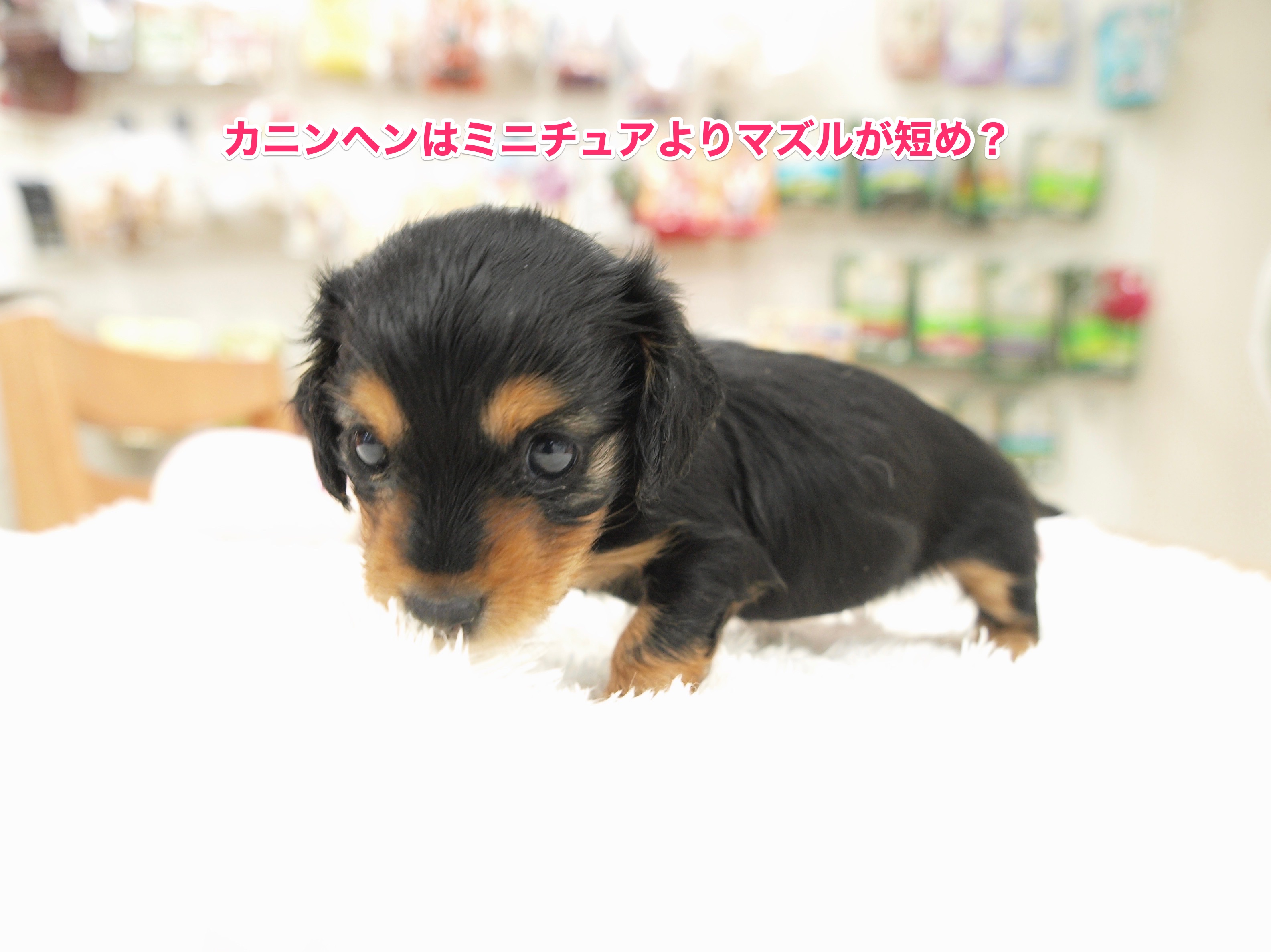 お鼻が短いのが特徴的 | カニンヘン・ダックスフント - マルワン白楽店