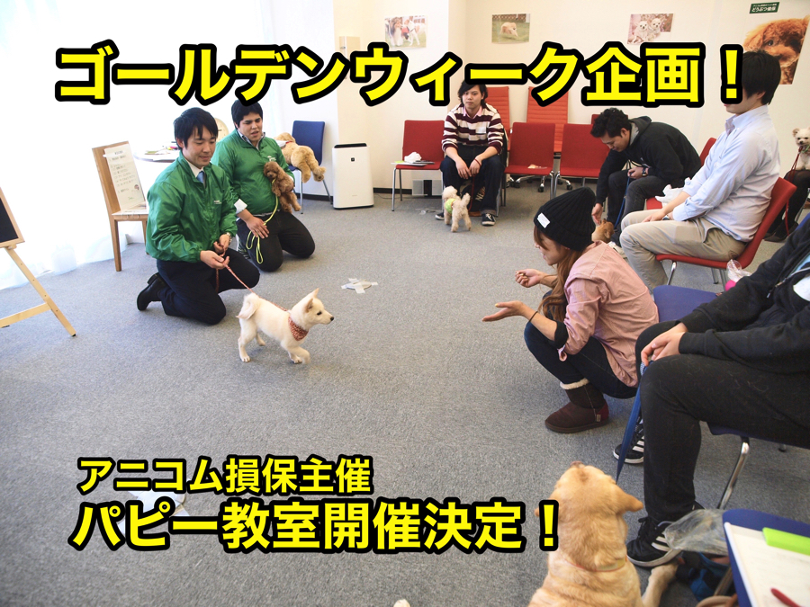 【パピー教室開催！】ゴールデンウィーク特別企画やります！