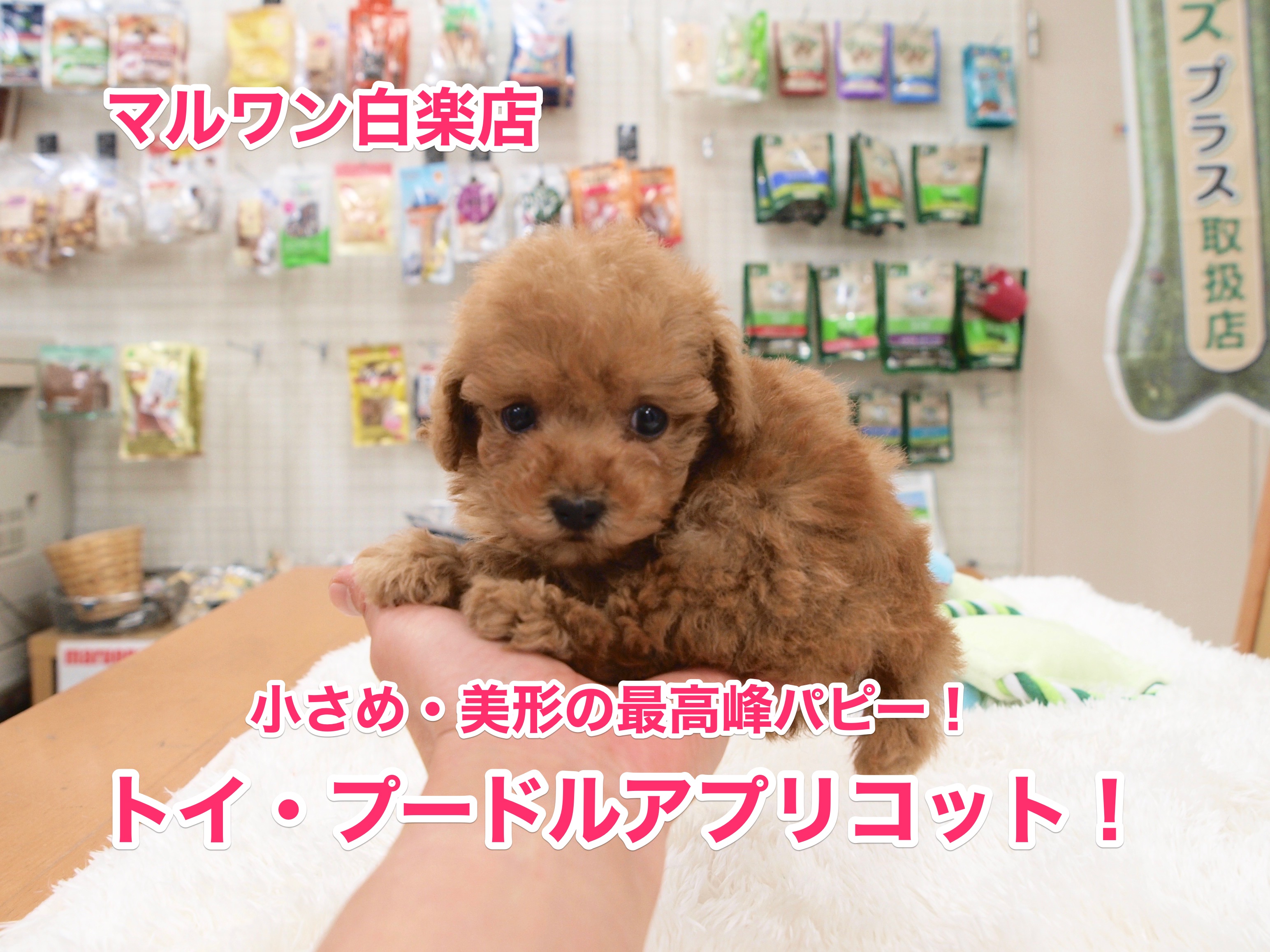 トイ・プードルアプリコットデビュー！もちろん小さめの可愛い子ちゃん♥【白楽店No.11466】