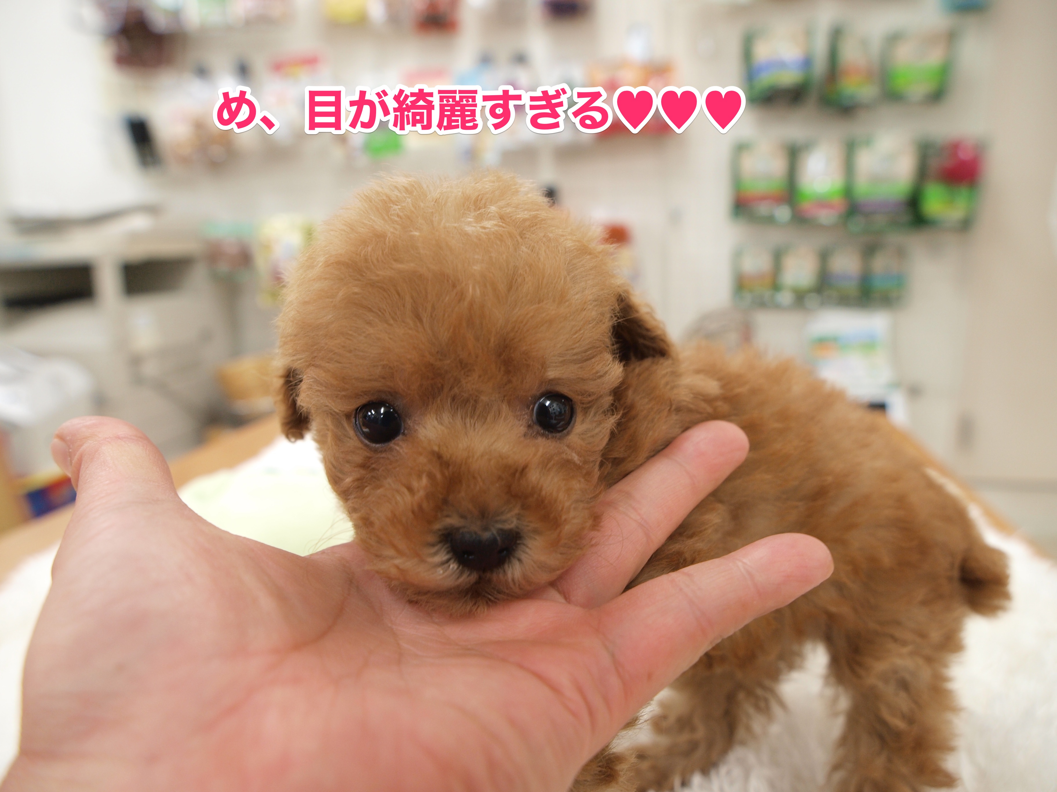 「目」はずば抜けて美しい | トイ・プードル - マルワン白楽店
