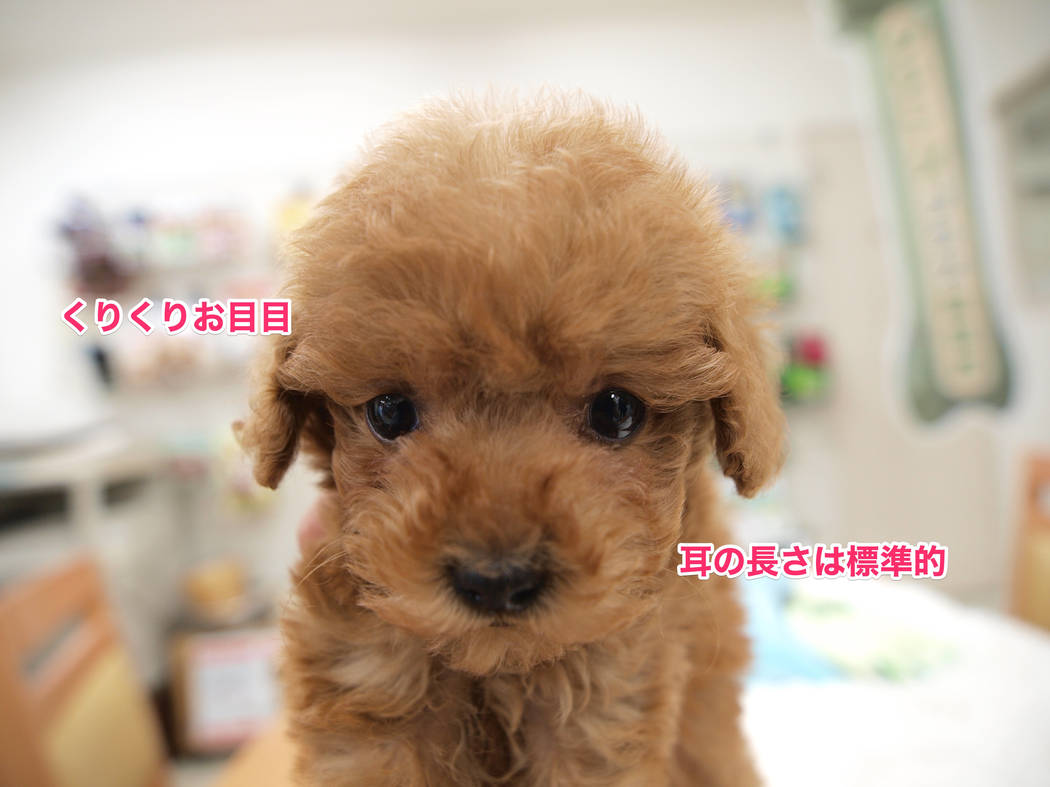 注目しちゃうのはやっぱりお目目 | トイ・プードル - マルワン白楽店