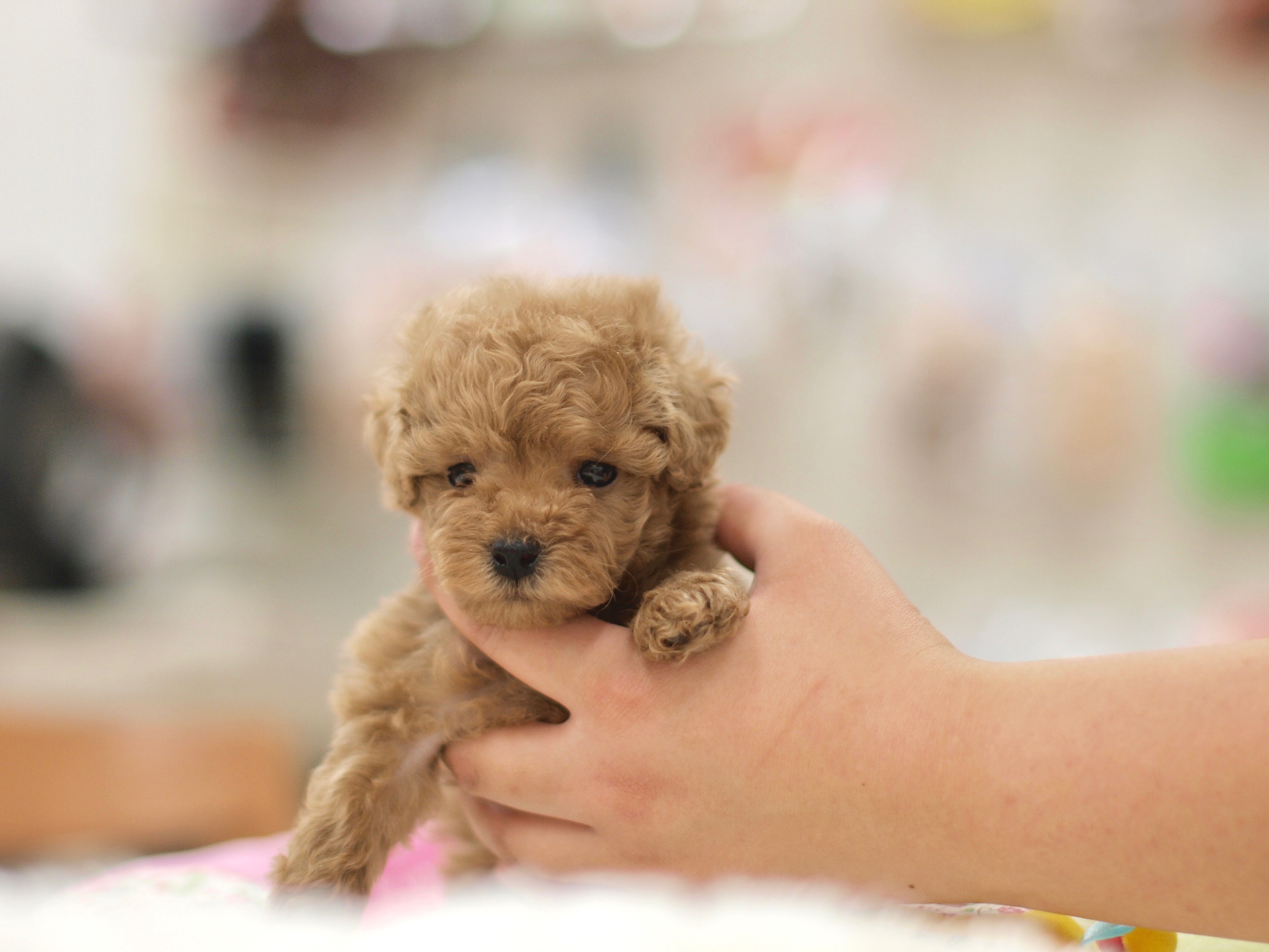 成犬時は３kgいくかいかないか位を予想 トイ・プードル - マルワン白楽店