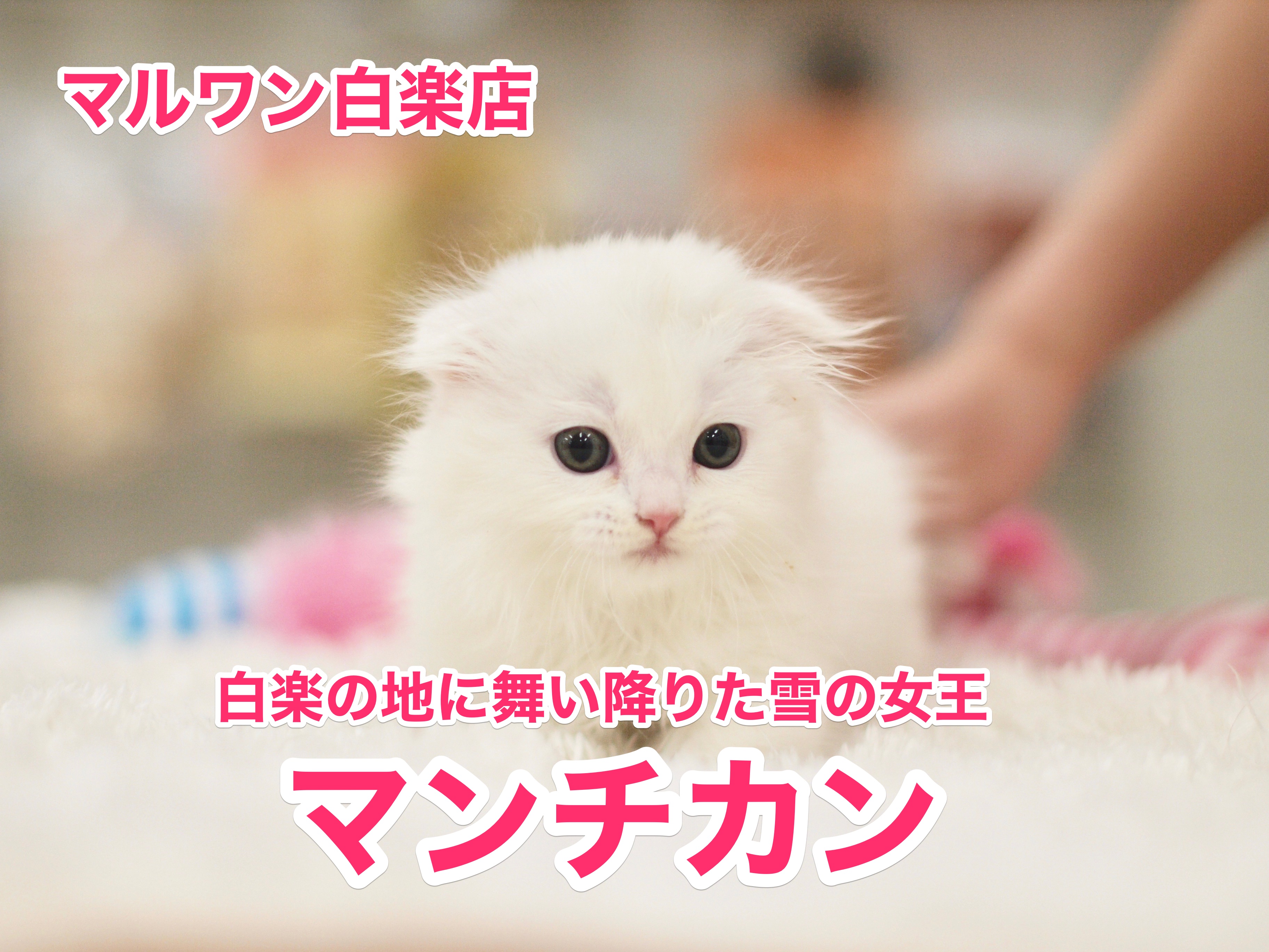 【マンチカン】白楽の空に舞い降りた雪の女王：白楽店No.11468