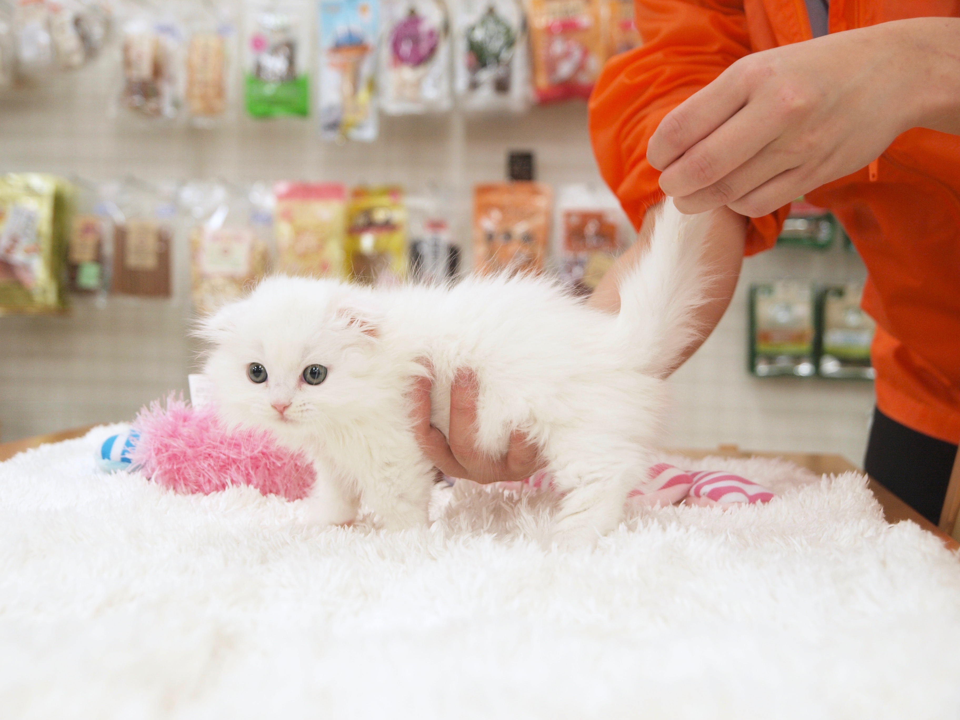 純白の毛色 マンチカン - マルワン白楽店