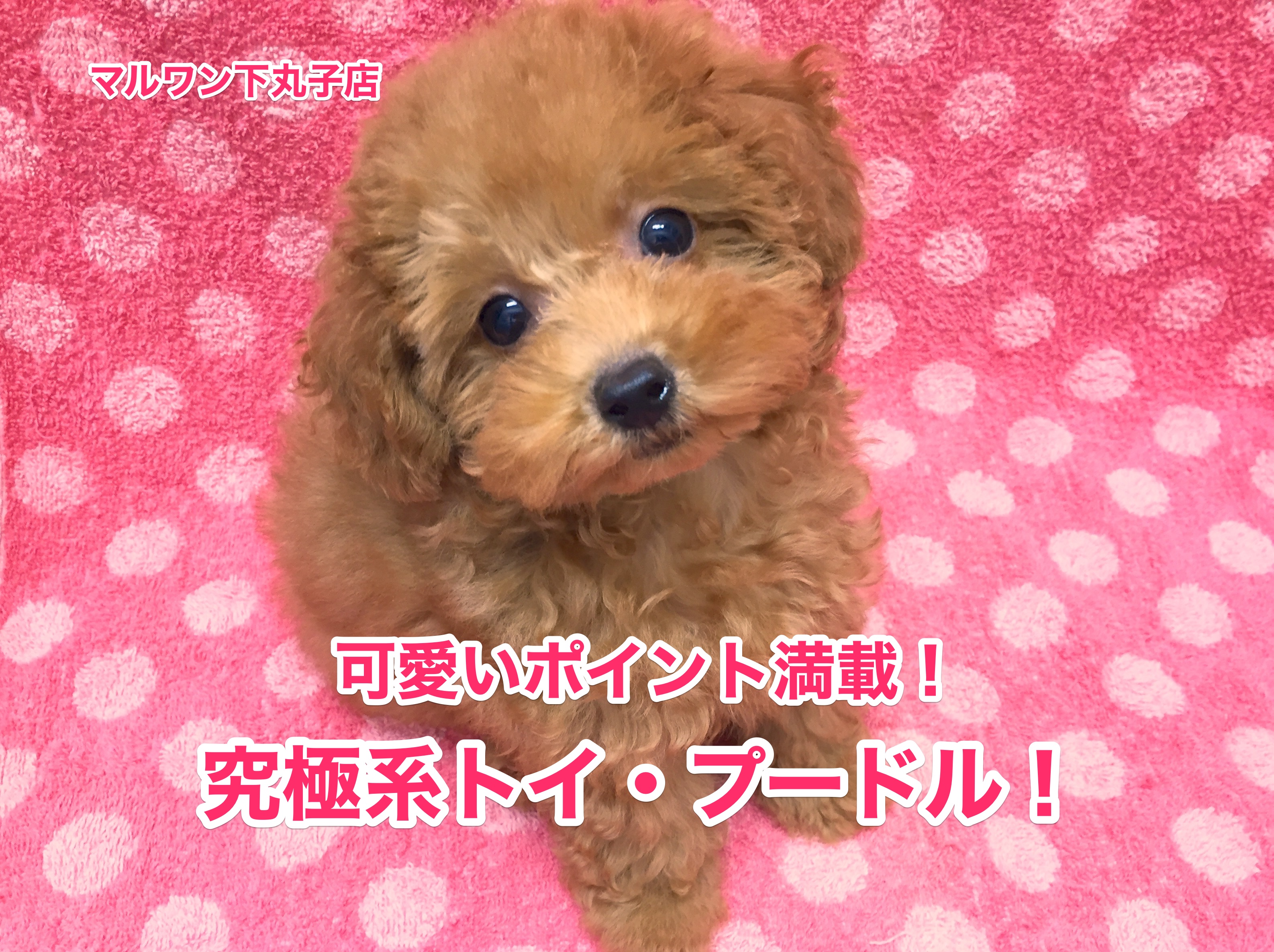 キュートなトイ・プードル見参！3つの可愛いポイントをご紹介！：【下丸子店オススメベイビーNo.116126】