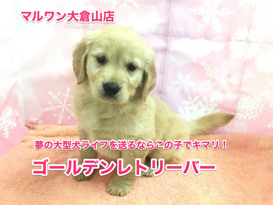 ゴールデンレトリバーがやってきた！夢の大型犬ライフをアナタに!!：【大倉山店No.6130541】