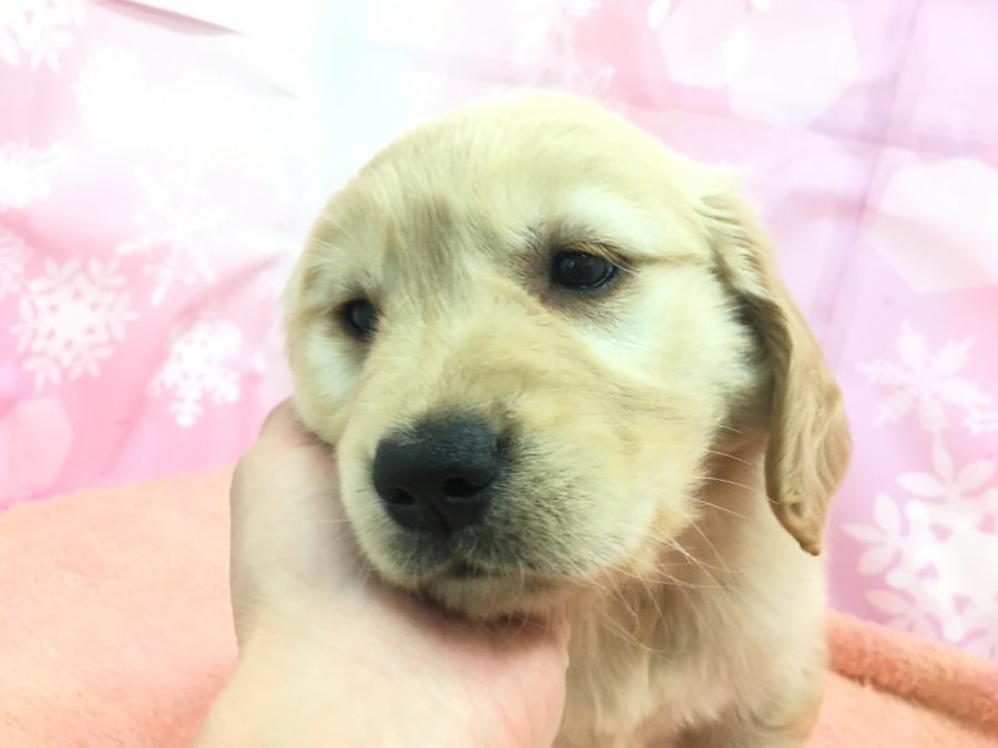 長いまつ毛もゴールド ゴールデンレトリバー - マルワン大倉山店