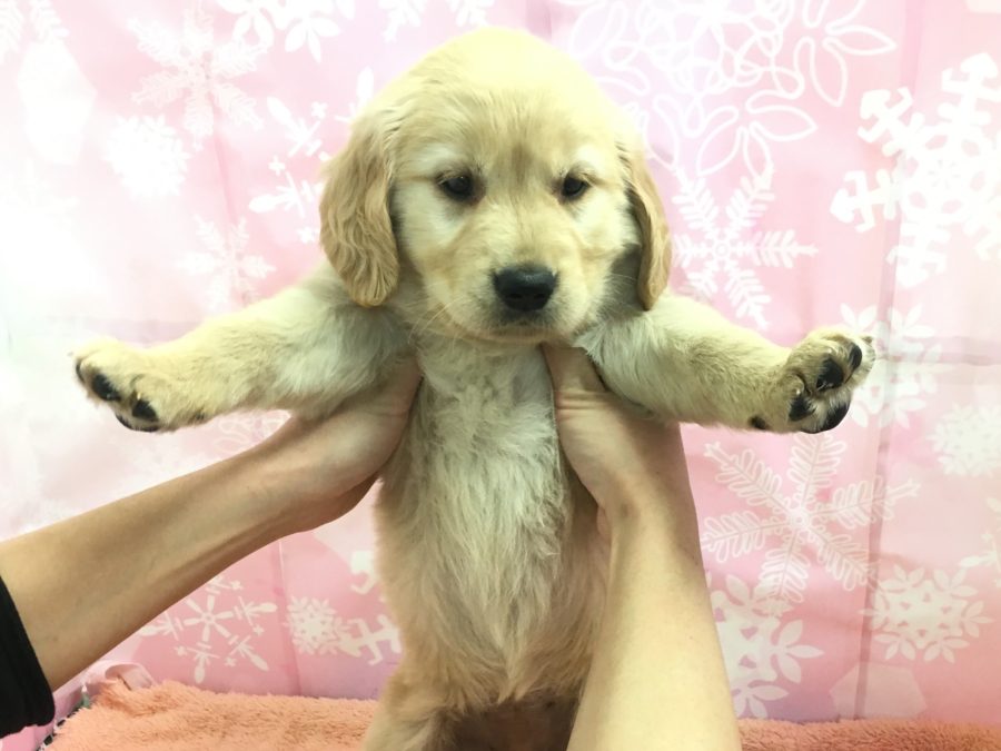 キューピーちゃんポーズ ゴールデンレトリバー - マルワン大倉山店