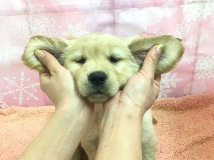 ダンボ耳 ゴールデンレトリバー - マルワン大倉山店