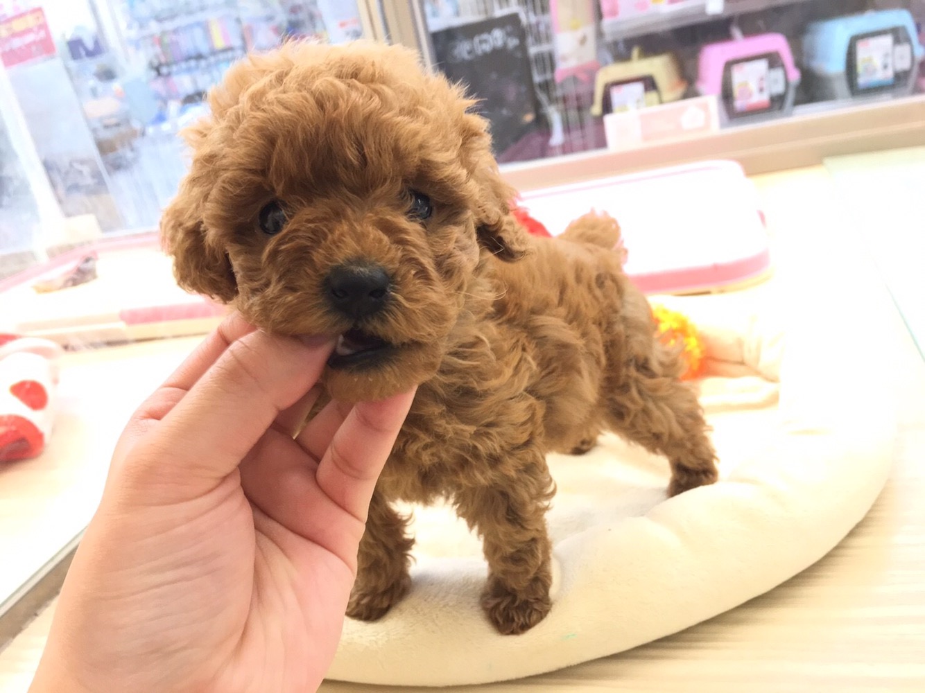 お鼻の大きさと私の指を比較してみようとしたら… トイ・プードル - マルワン大倉山店
