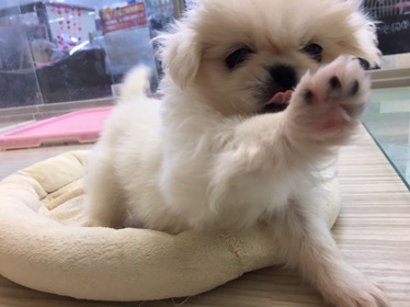 『もっとして!』のおねだり | ペキニーズ - マルワン大倉山店