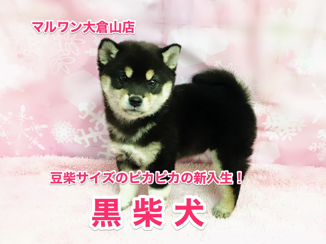 【黒柴犬 】必見！キラキラ瞳が美しい大和撫子！黒柴登場♡：大倉山店No.6130544