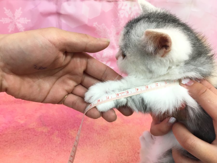 マンチカンは短い足がトレードマーク