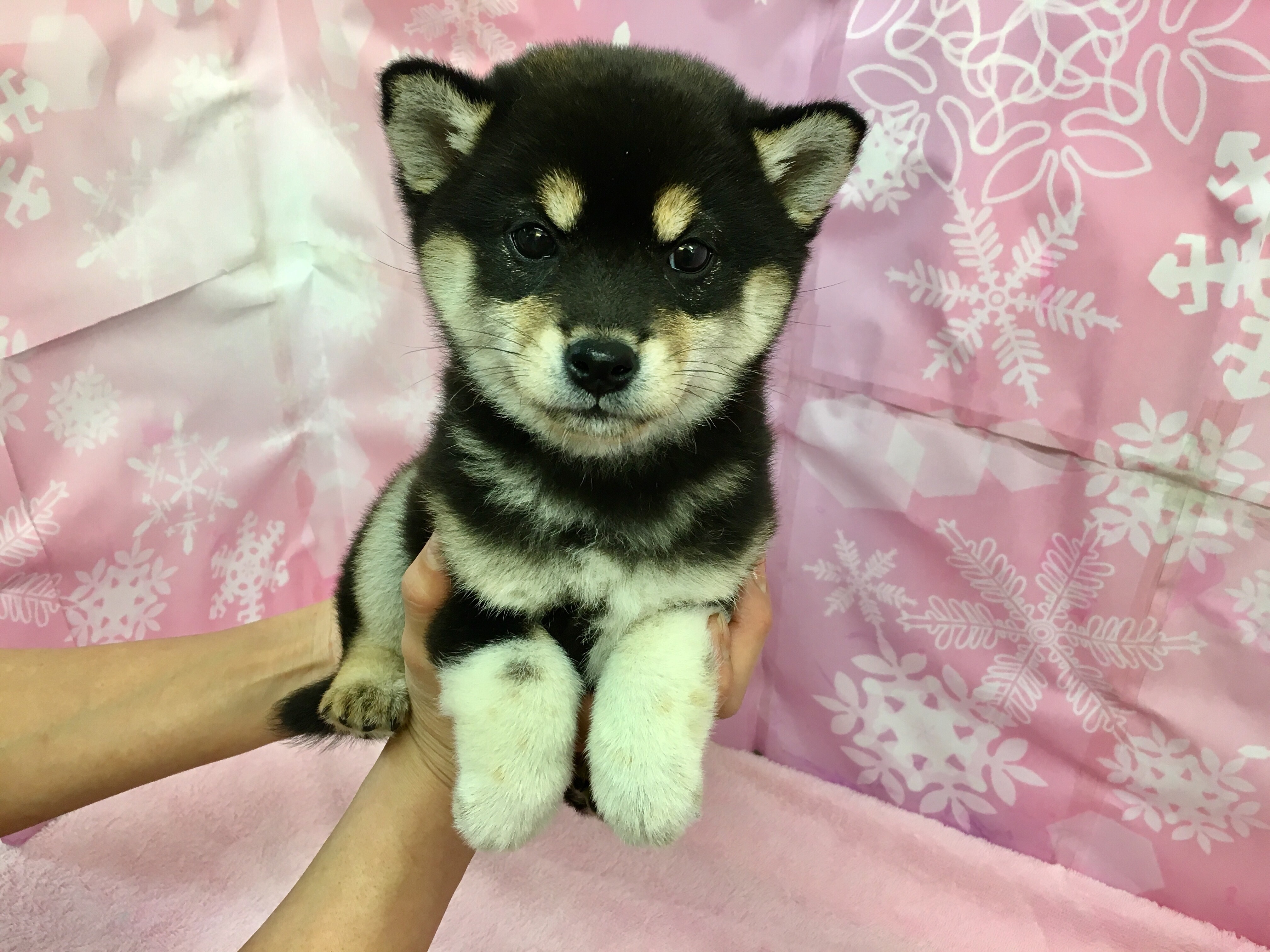 異常なくらいに愛情かけてます 黒柴 - マルワン大倉山店