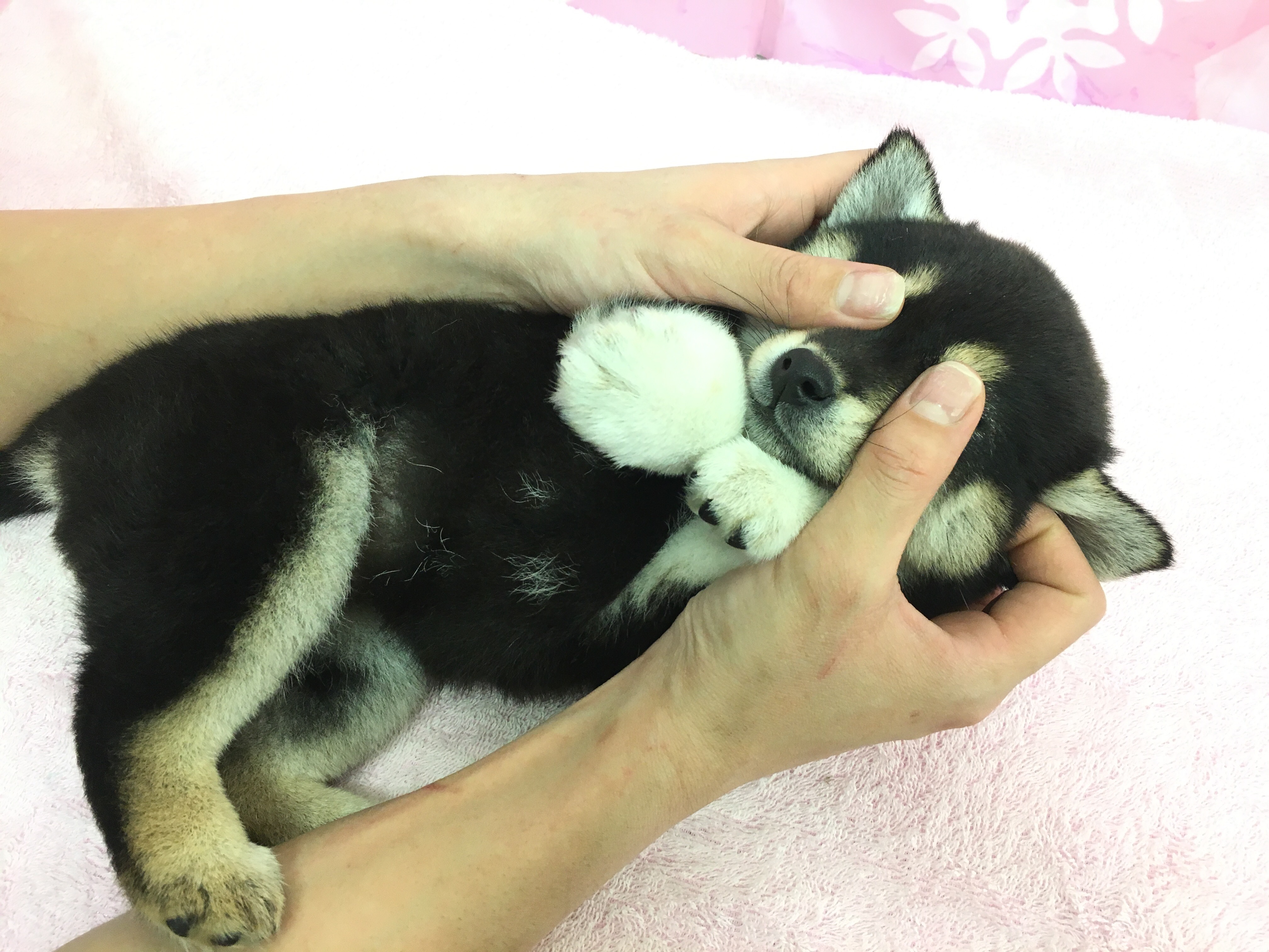 お耳、目、鼻、口どこを触っても大丈夫 黒柴 - マルワン大倉山店