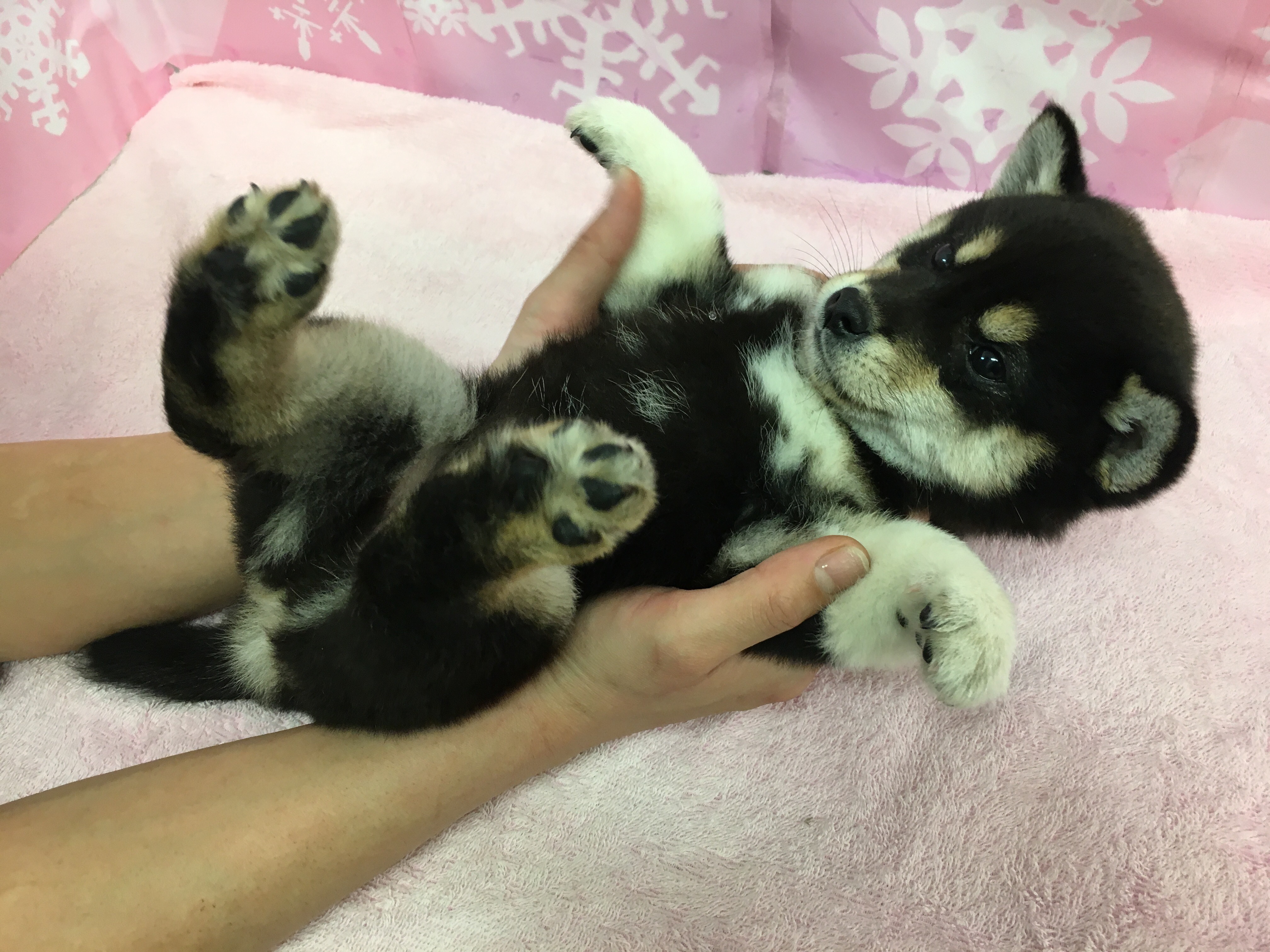 黒柴ちゃんと遊ぼう 黒柴 - マルワン大倉山店