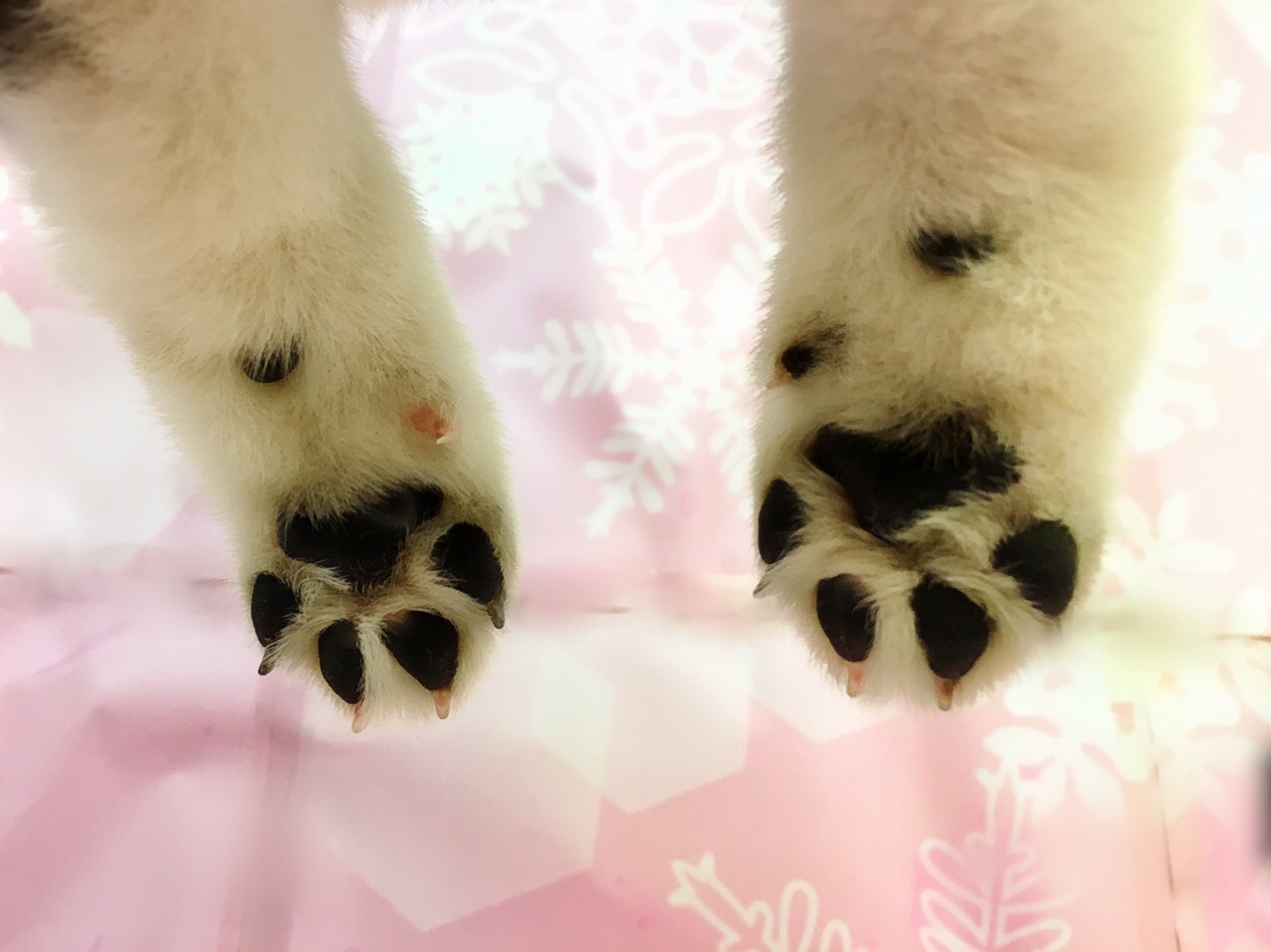 マニアは肉球にも注目します 黒柴 - マルワン大倉山店