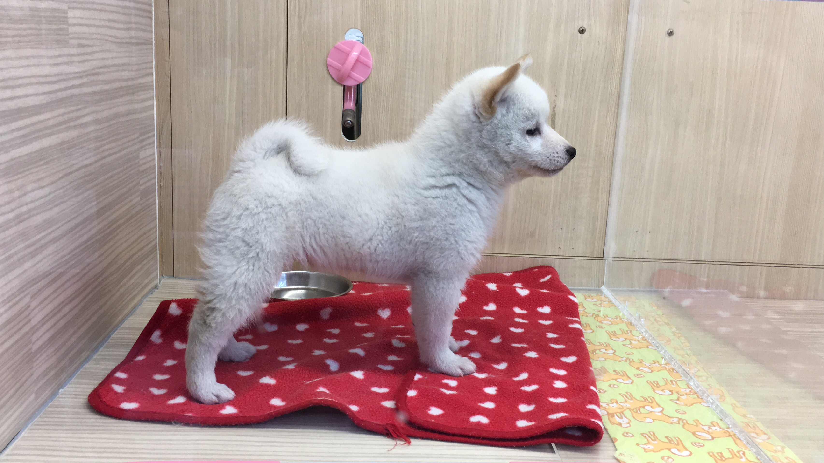 日保本部賞完成犬 白柴 - マルワン大倉山店