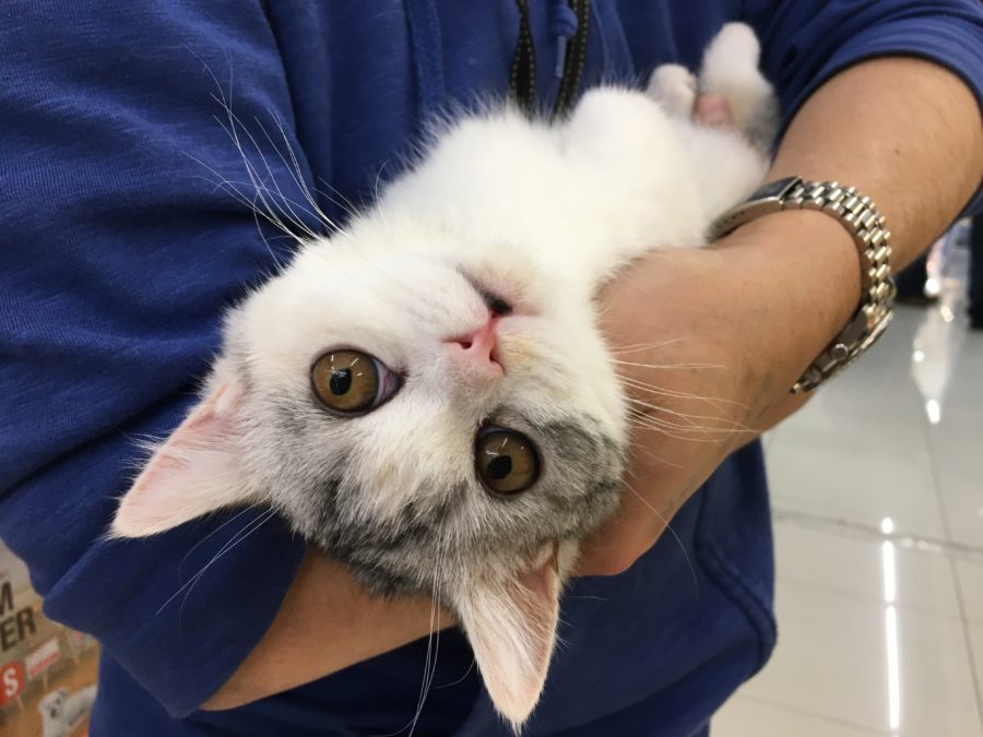 ネコちゃんのためのマルワントレーニング