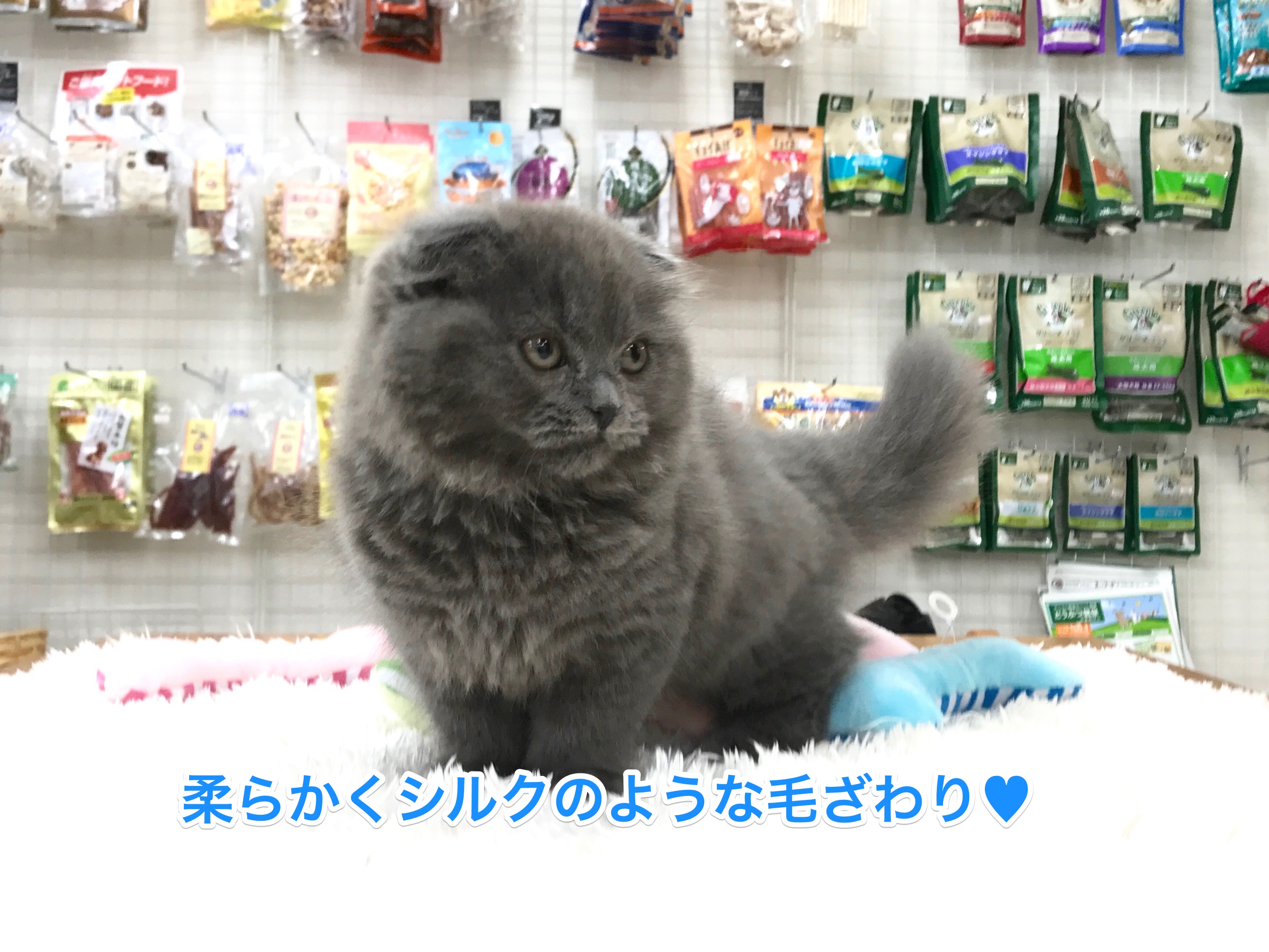 コートは最高級のベルベットクラス | スコティッシュ・フォールド - マルワン白楽店