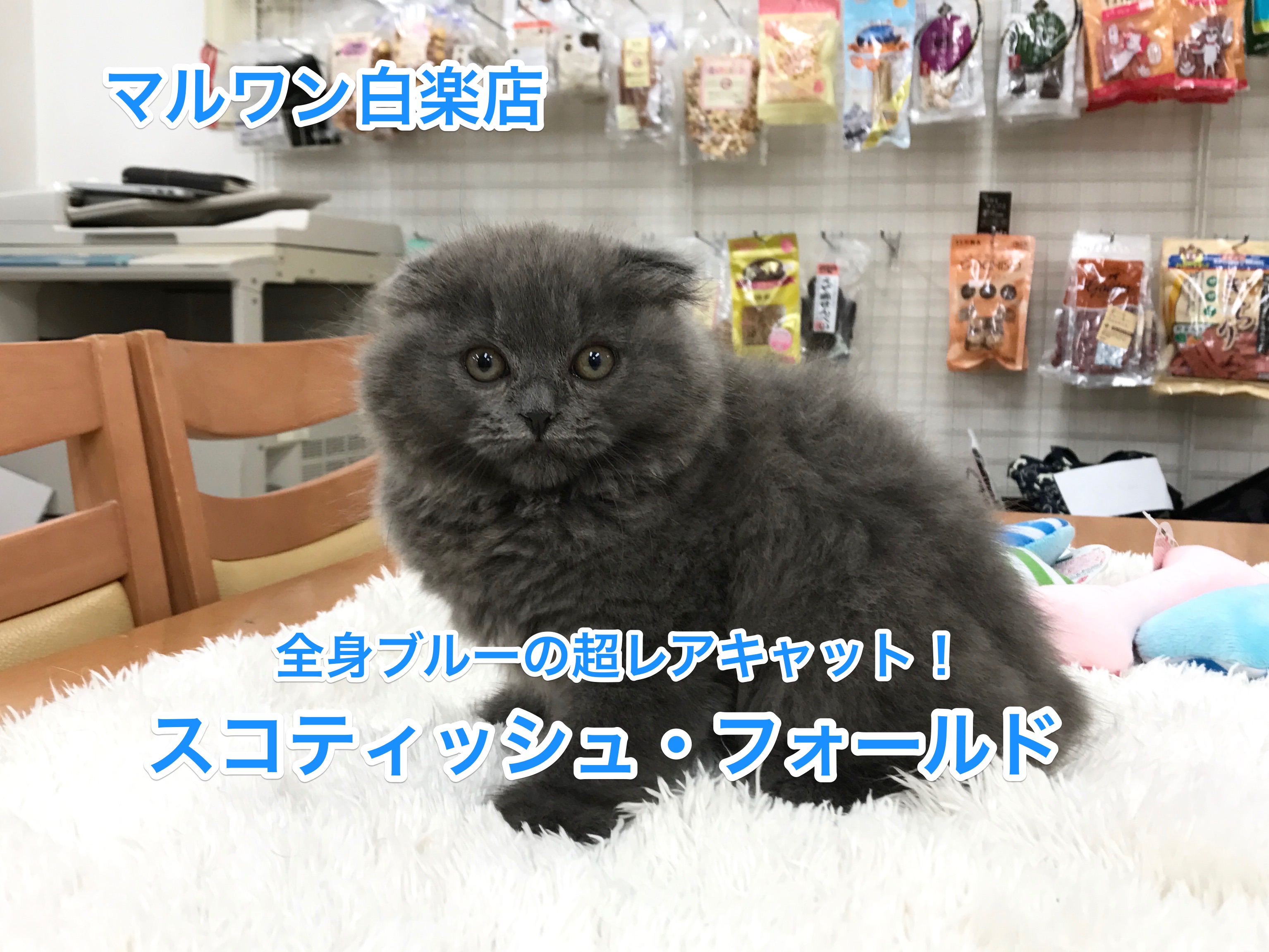 スコティッシュフォールド登場！ブリじゃないの？長毛！超レアな全身ブルーが魅力！【白楽店No.11465】