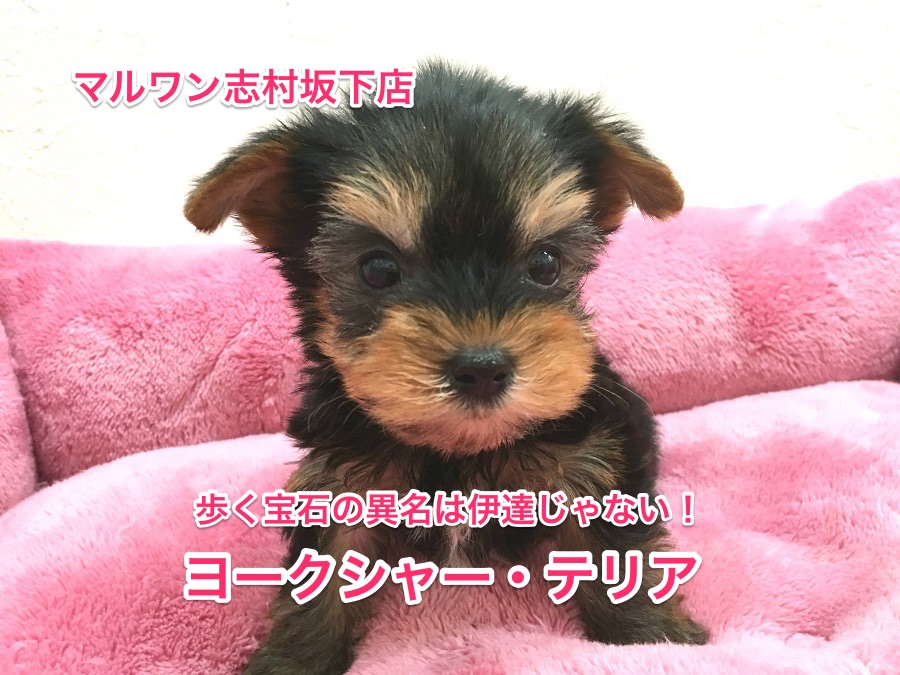 ヨークシャーテリアがやってきた！歩く宝石の異名は伊達じゃないぞ！【志村坂下店オススメベイビーNO.914269】