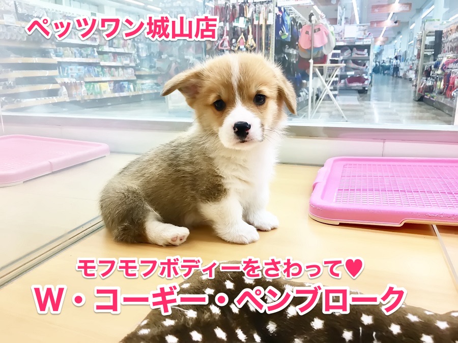 【ウェルシュコーギーペンブローク】まるでぬいぐるみ！？激カワもふもふコーギー♡：城山店オススメベイビーNo.118115