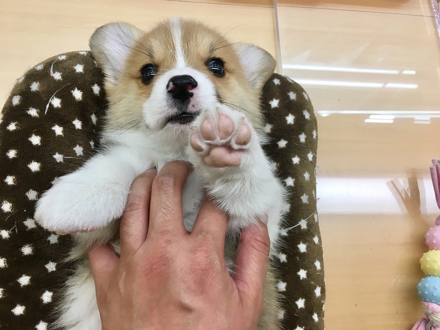 秘蔵写真 ウェルシュ・コーギー・ペンブローク - ペッツワン城山店