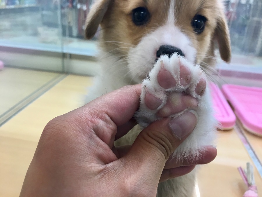 でーんとしたおてて ウェルシュ・コーギー・ペンブローク - ペッツワン城山店