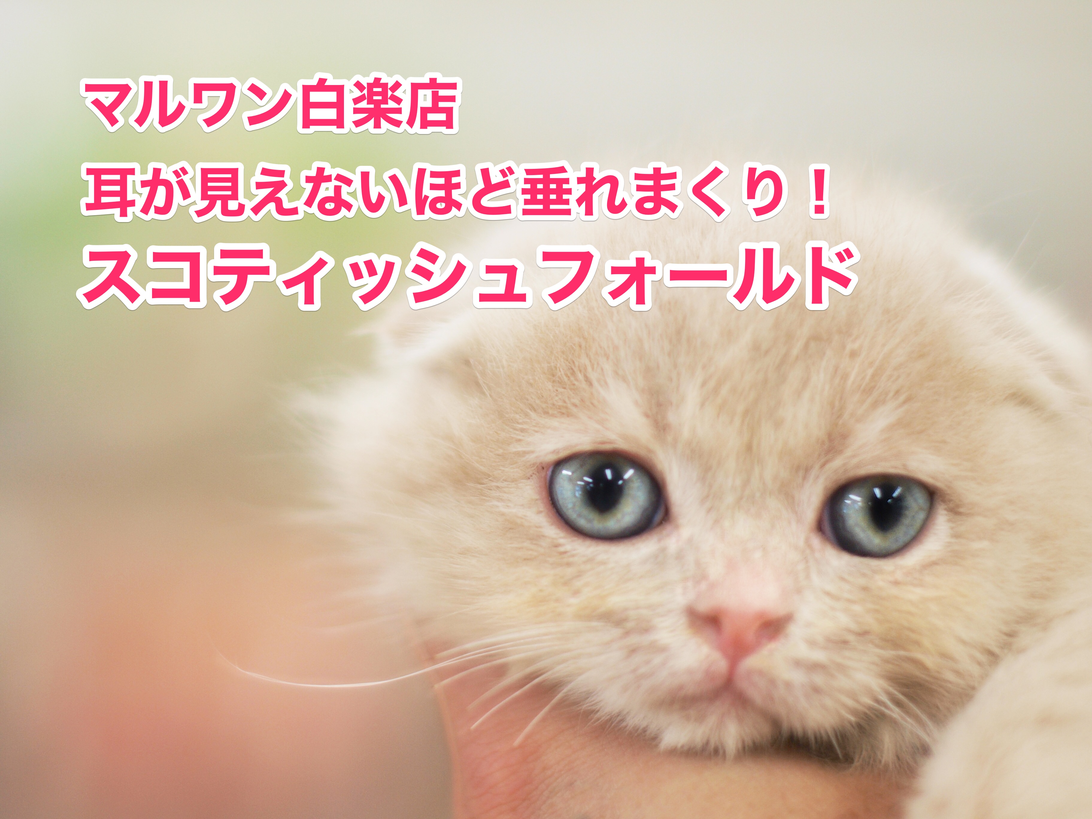 【スコティッシュフォールド】超ド級の垂れ耳は必見！生粋のマルワンベイビーがやってきた！：白楽店No11474