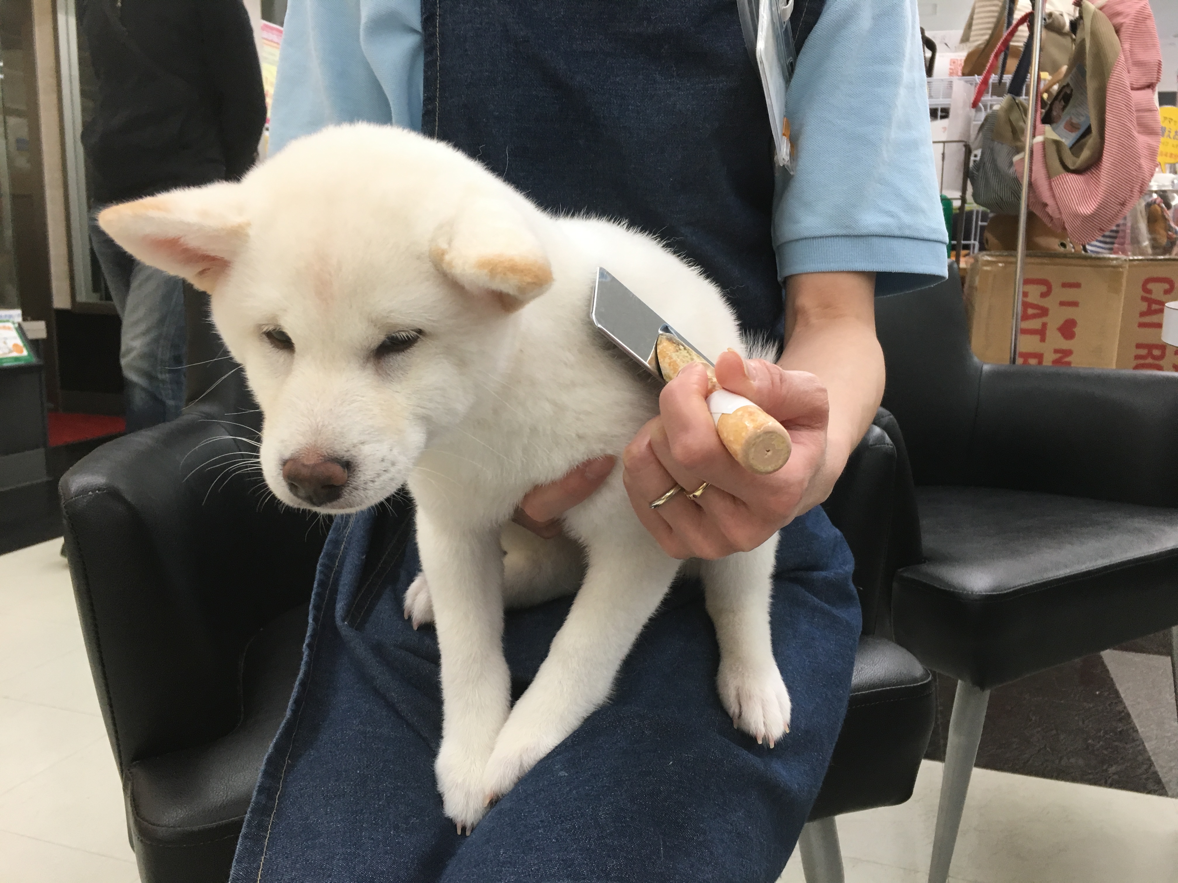 ブラッシングは毎日の日課 白柴 | 柴犬 | マルワン港北NT店