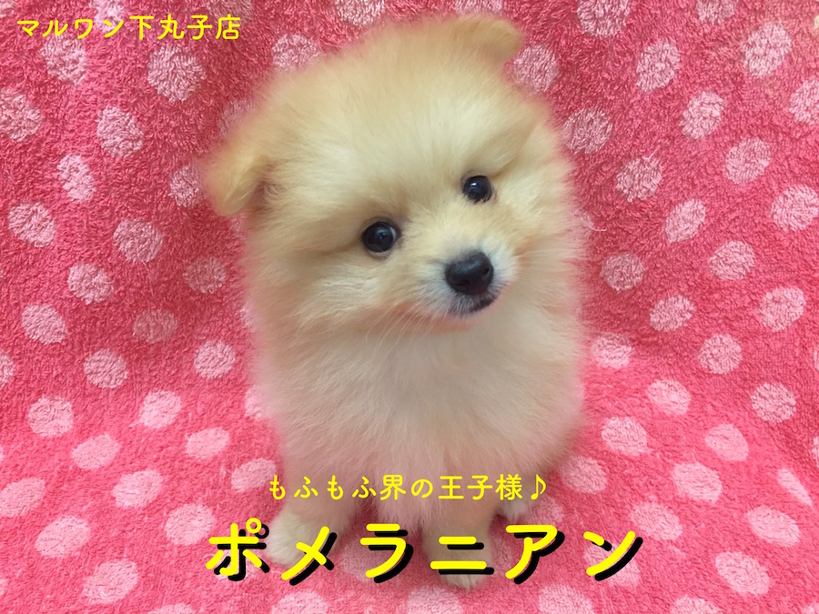 【ポメラニアン】もふもふ界の王子様は僕だ！ポメ大好きスタッフが語る！！下丸子店オススメベイビーNo.116148