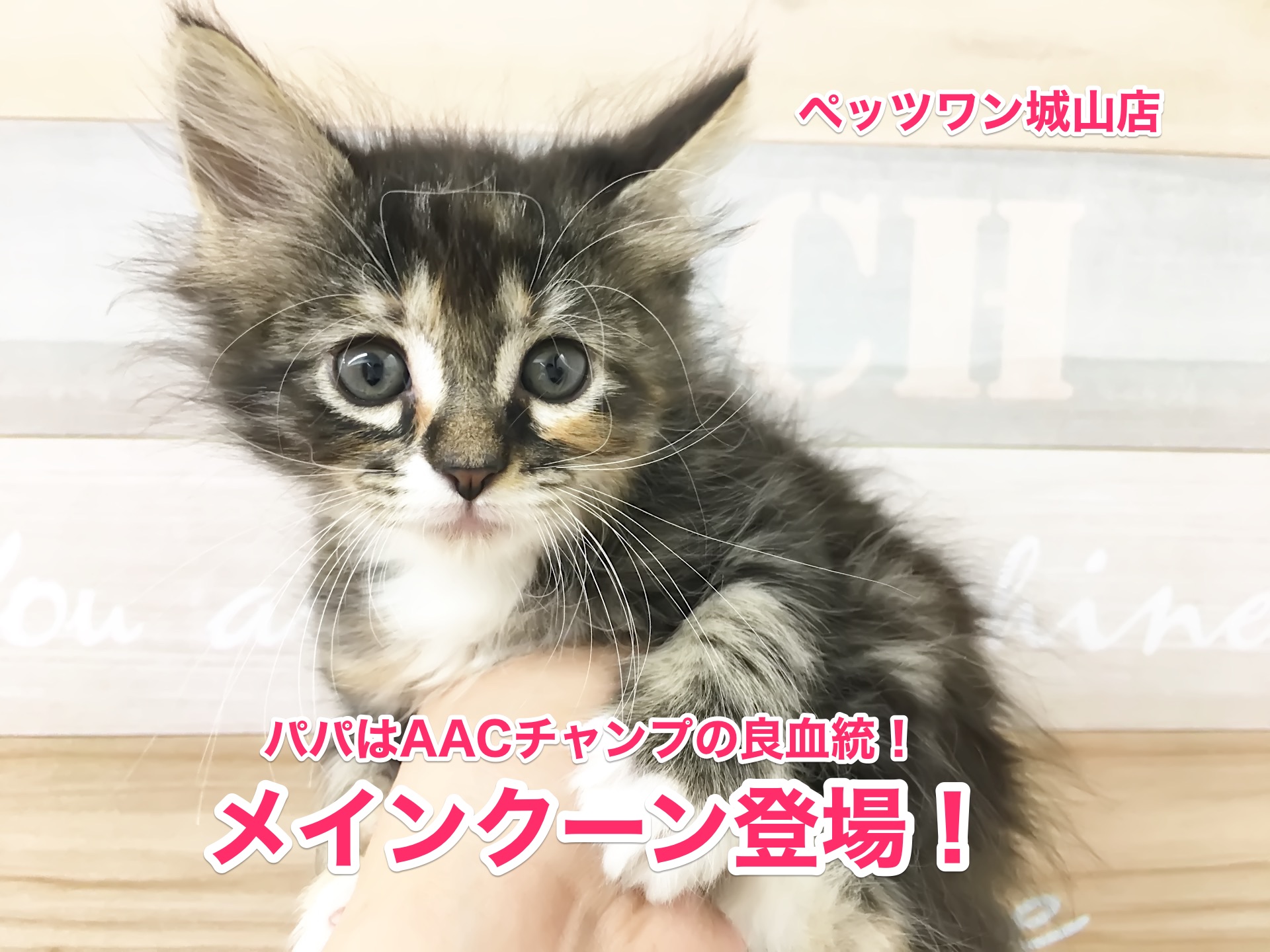 【メインクーン】超美形♡パパはAACチャンピオンの良血統にゃんこ入店！！：城山店オススメベイビーＮｏ.118126