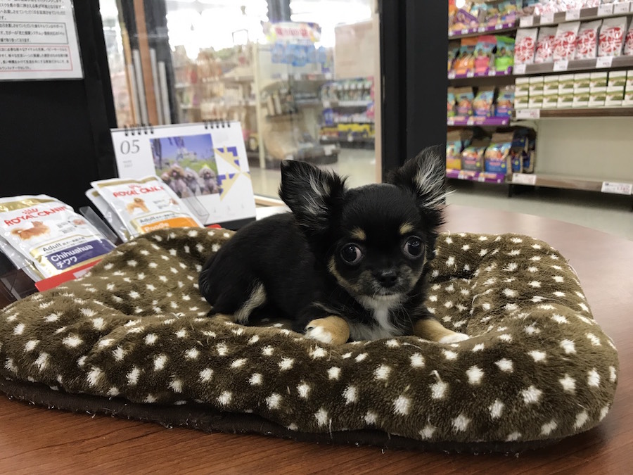 チワワ(ロングコート) - マルワン鎌ヶ谷店