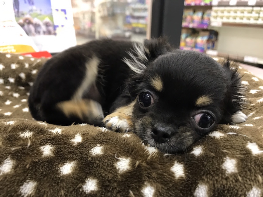 チワワ(ロングコート) - マルワン鎌ヶ谷店