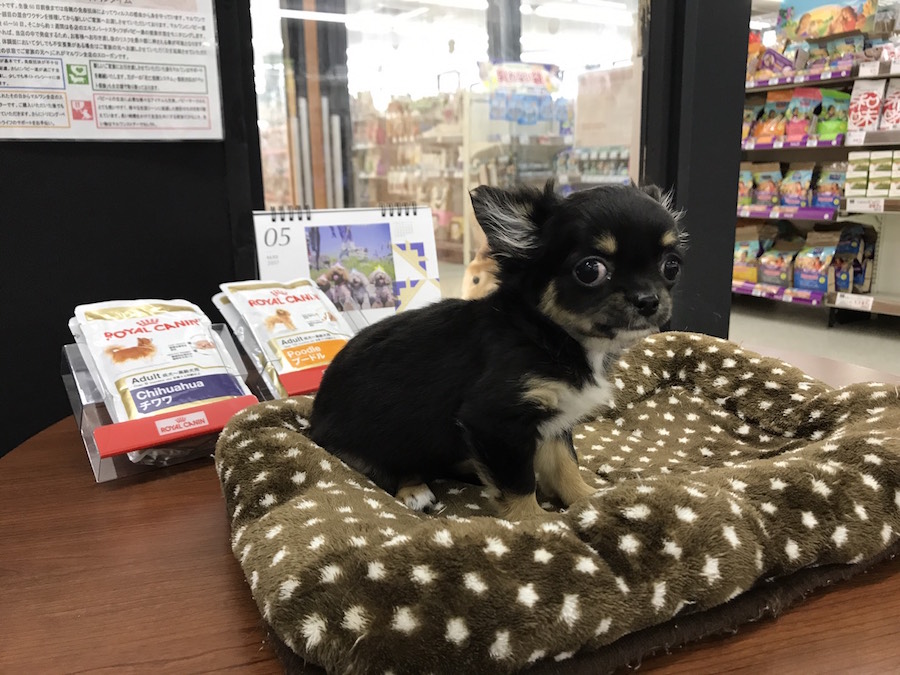 チワワ(ロングコート) - マルワン鎌ヶ谷店