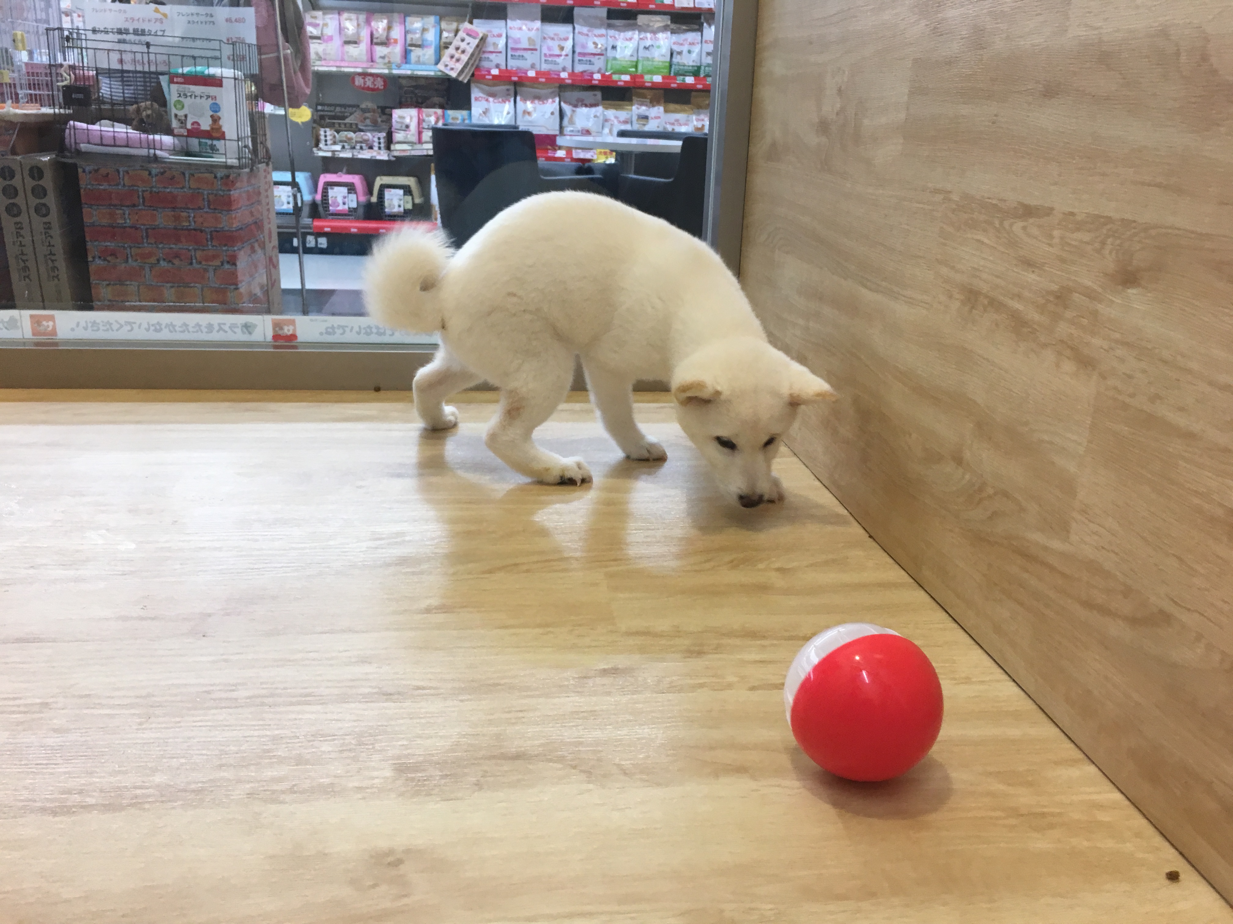 白柴 | 柴犬 | マルワン港北NT店