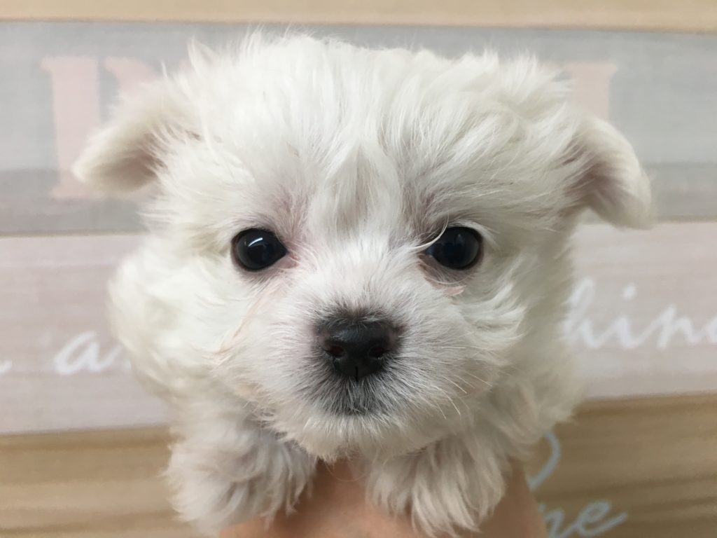 お顔のアップ MIX犬（パパ：マルチーズ　ママ：ロングコートチワワ） - ペッツワン城山店