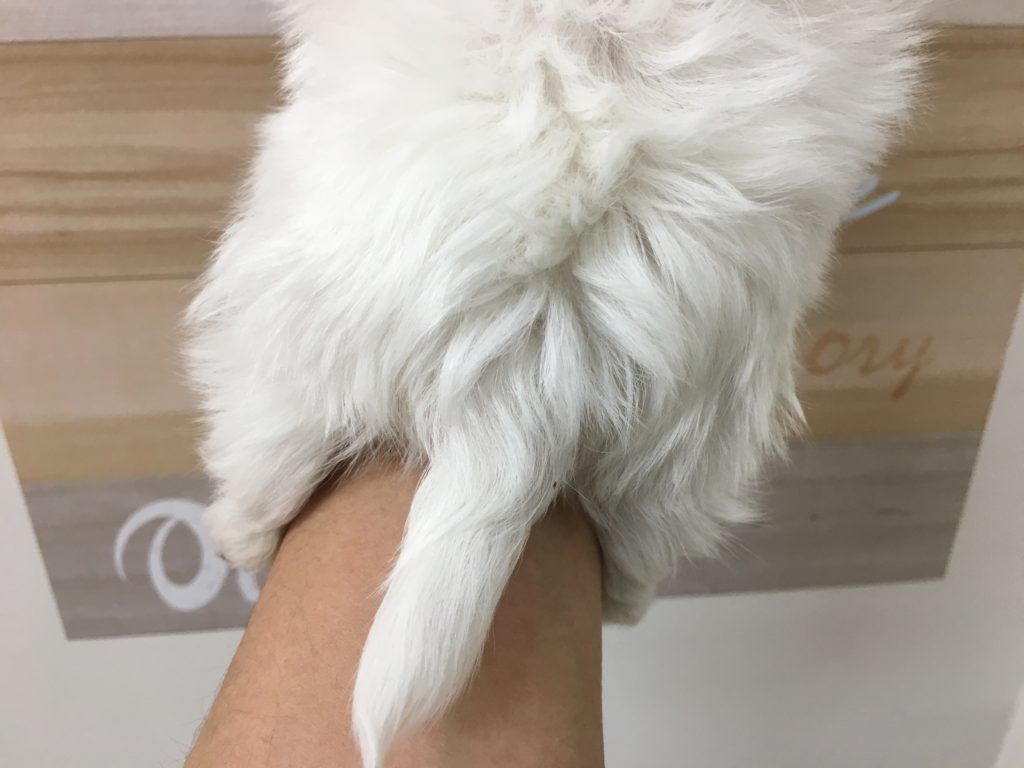 ちょび尾 MIX犬（パパ：マルチーズ　ママ：ロングコートチワワ） - ペッツワン城山店