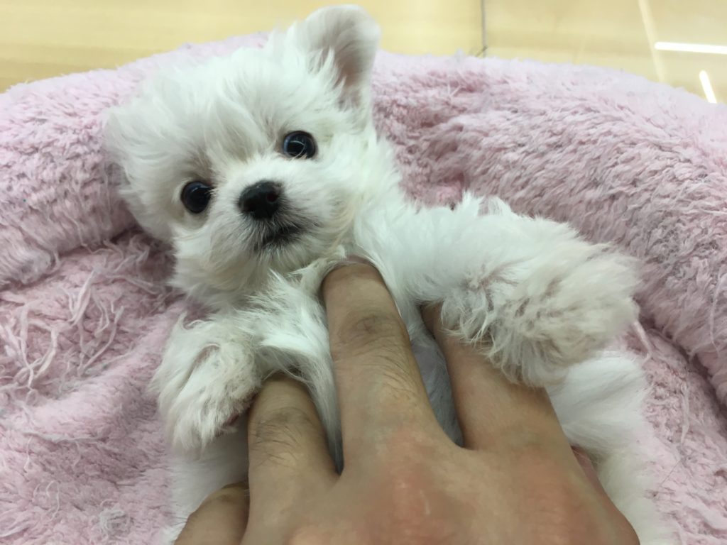 温厚な性格 MIX犬（パパ：マルチーズ　ママ：ロングコートチワワ） - ペッツワン城山店