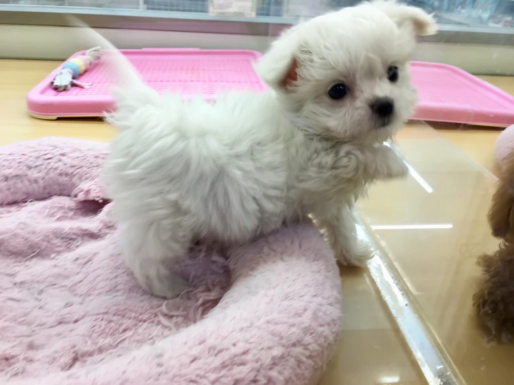 かなーり友好的 MIX犬（パパ：マルチーズ　ママ：ロングコートチワワ） - ペッツワン城山店