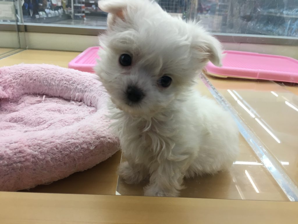 不満顔？ MIX犬（パパ：マルチーズ　ママ：ロングコートチワワ） - ペッツワン城山店