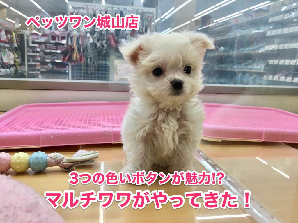 【MIX〜マルチーズ×チワワ】店長激推し！３つの黒いボタンが魅力のマルチワワ登場！！：城山店No.118120