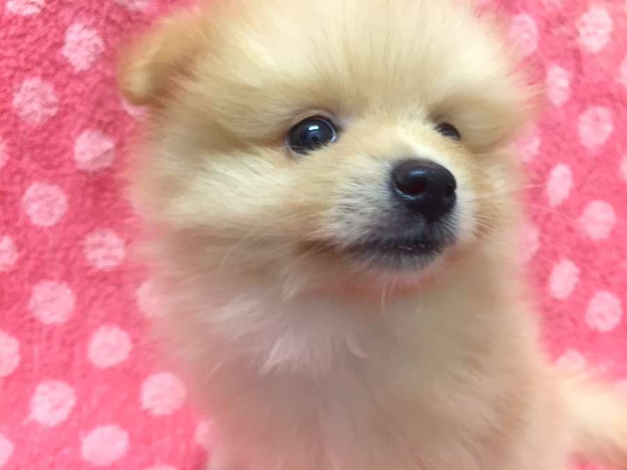 ポメラニアンは可愛いだけじゃない、たくましい性格！ ポメラニアン - マルワン下丸子店
