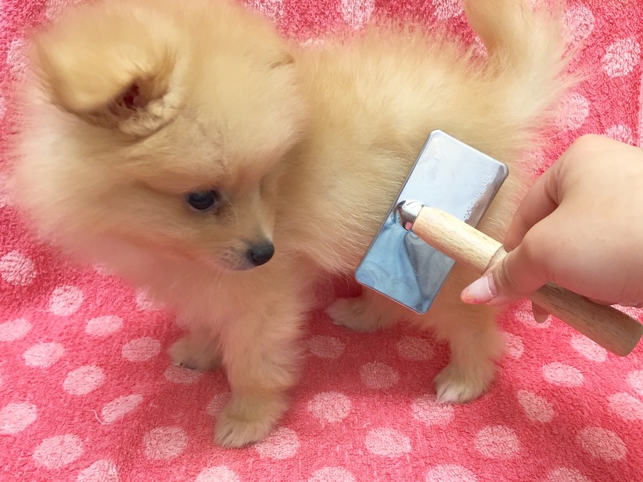 毛玉を作りにくくするマル秘テク ポメラニアン - マルワン下丸子店