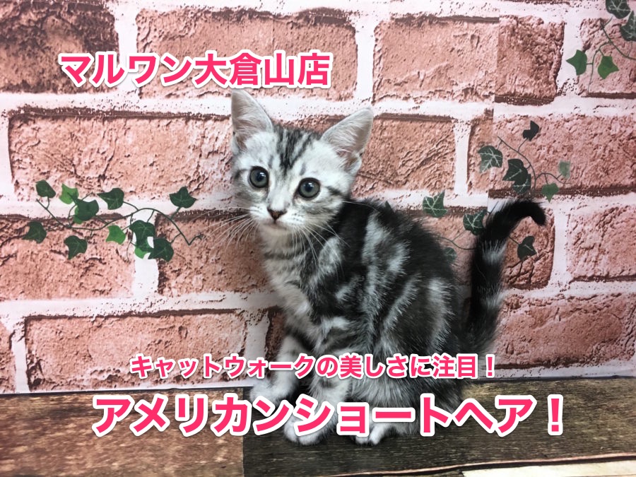 【アメリカンショートヘア】キャトウォークの美しさに注目！♥：大倉山店No.6130552