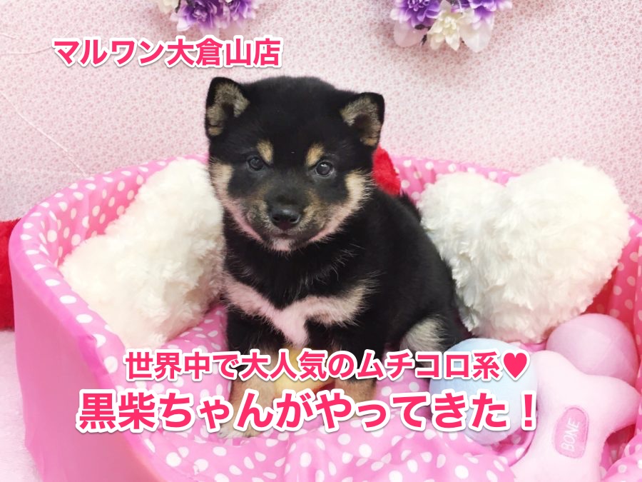 【柴犬】世界中で人気爆発の黒柴ちゃん♡魅惑のむちころボディ♡：大倉山店No.6130554
