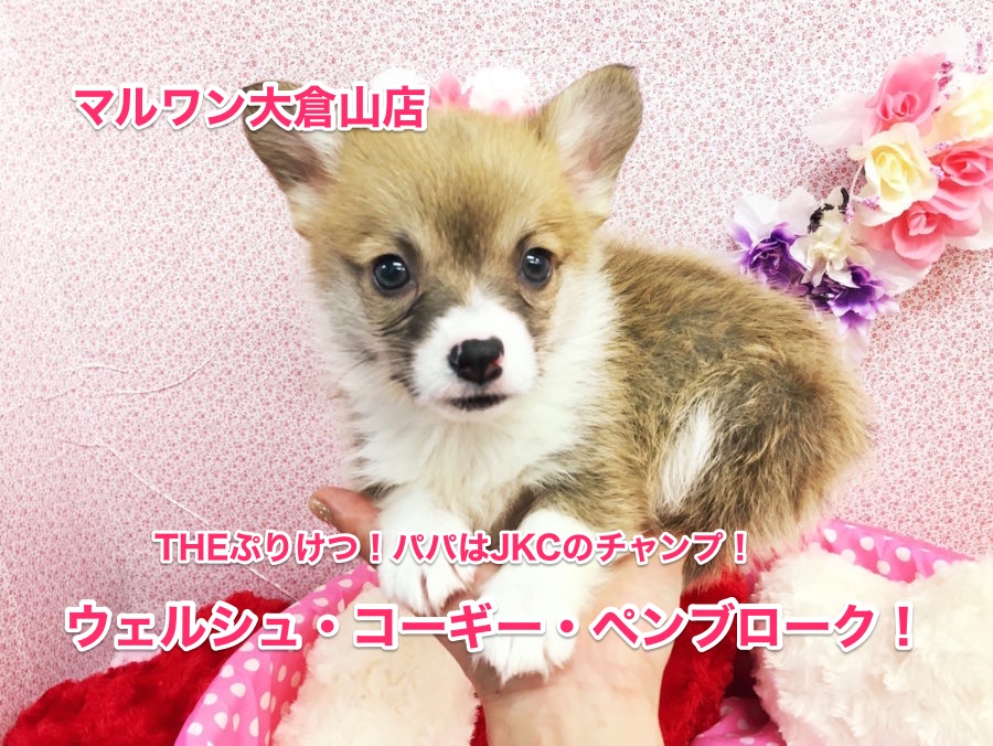 【ウェルシュ・コーギー・ペンブローク】ぷりけつ代表！パパはJKCチャンプの超血統♡：大倉山店No.6130555